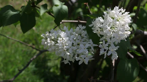 Spring scents Stock Footage 22770025