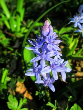 Spring Scilla Blooming Foto stock