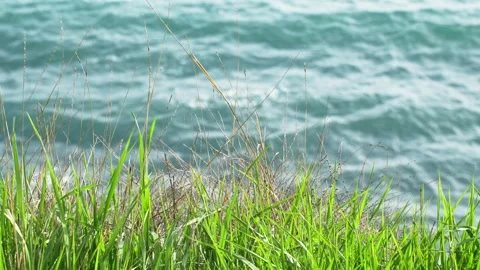 Spring at sea. Grass swaying in the wind on the seashore Stock Footage 262353058