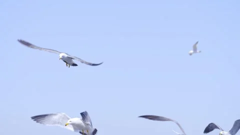 Spring Seagulls Flying Over Coastal Breeding Grounds 4K Stock Footage 341863803