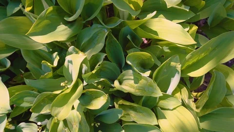 Spring seamless pattern with lily of the valley flowers. Stock Footage 107521201