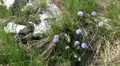 Spring season alps mountain flowers on grassy ground HD Footage