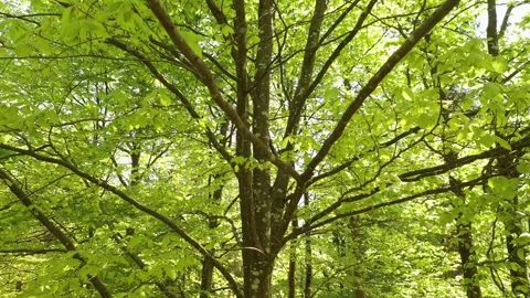 Spring season beech tree crown with leaves Stock Footage 337190453