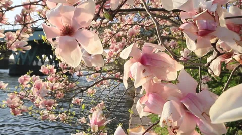 Spring Season In Bloom Slow Motion Vídeo Stock 30386173