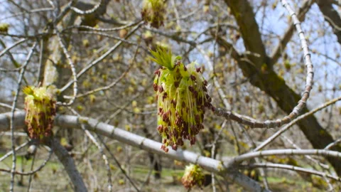 Spring season. Buds bloom in the trees. Young leaves close up. Vídeo Stock 106376329
