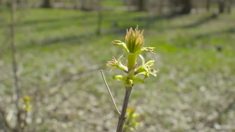 Spring season. Buds bloom in the trees. Young leaves close up. Vidéo 106376425