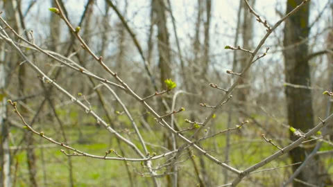 Spring season. Buds bloom in the trees. Young leaves close up. 動画素材 106376756