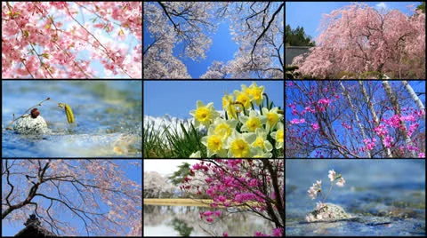 Spring season collage. Video stock 23017018
