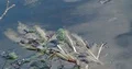 Spring season coming in calm nature reserve 4k or 4k+ Resolution