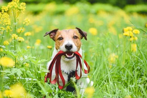 Spring season concept with dog holding leash in mouth inviting to go for walk Stock Photos