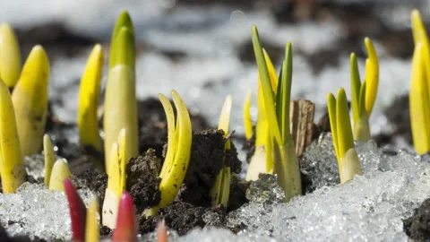 Spring season concept Stock Footage 184611656