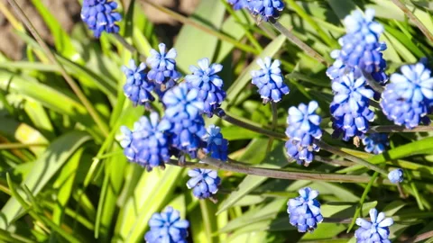 Spring season concept Stock-Footage 195781690