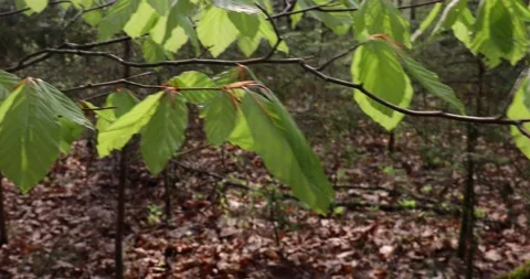 Spring season green leaf in the forest Stock Footage 232295653