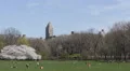 Spring Season New York City NYC Central Park Cherry Trees Family People Relaxing HD Footage
