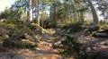 Spring season pan in sunny coniferous forest of Harz mountain range Germany Photo