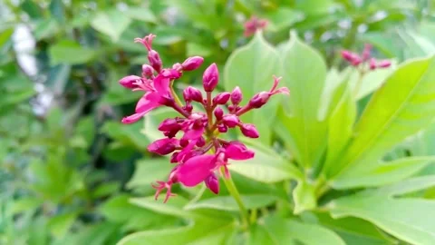 Spring Season - Red Small flowers enjoy the weather Stock Footage 282547344