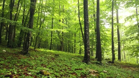 Spring season sunny beach tree forest landscape Stock Footage 341601170