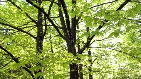 Spring season sunny beech tree leaves drone shot Stock Footage 341151957