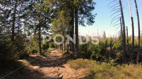Spring season in sunny coniferous forest of Harz mountain range Germany Stock Photos