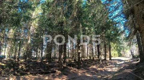 Spring season in sunny coniferous forest of Harz mountain range Germany Stock Photos