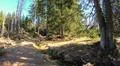 Spring season in sunny coniferous forest of Harz mountain range Germany Photo