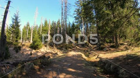 Spring season in sunny coniferous forest of Harz mountain range Germany Stock Photos