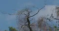 Spring season tree top low angle under blue sky with cloud 4k or 4k+ Resolution