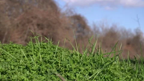 Spring seasonal landscape view. Stock Footage 332165028