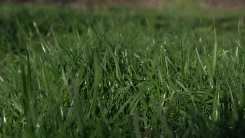 Spring seasonal landscape view. Stock Footage 332165071