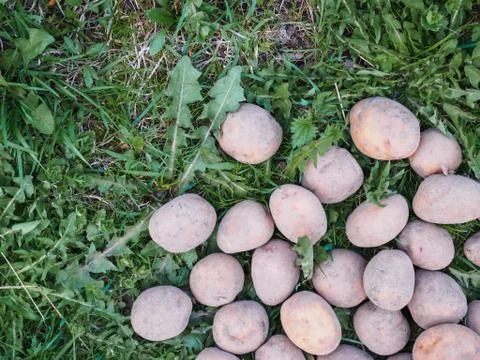 Spring Seed Potatoes on Green Grass Background Stock Photos