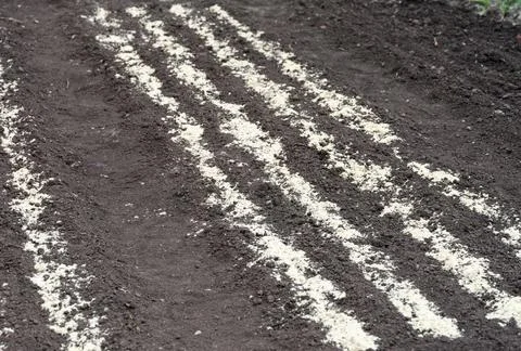 Spring seedbeds on soil. Rows of freshly planted plants. Stock Photos