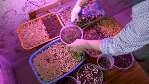 Spring seedlings artificial light plant sprouted grain seeds growing herbs Stock Footage 168500400