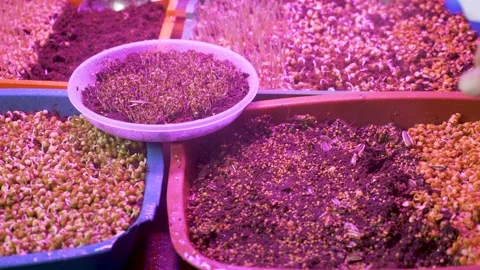 Spring seedlings artificial light plant sprouted grain seeds growing herbs Stock Footage 168500593