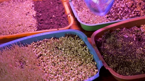 Spring seedlings artificial light plant sprouted grain seeds growing herbs Stock Footage 168501062