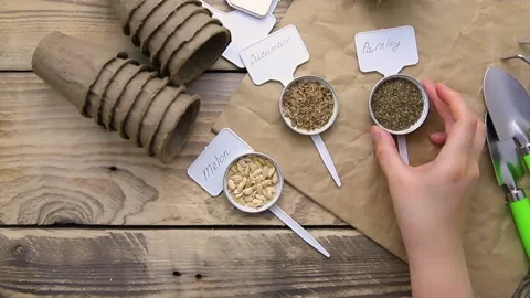 Spring seedlings. Stock Footage 169232755