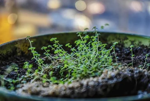 Spring seedlings in a large pot by the window Stock Photos