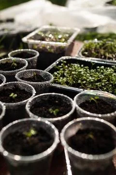 Spring seedlings in small pots make their way Stock Photos