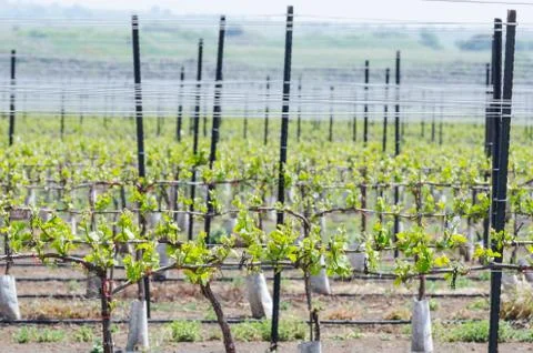 Spring seedlings of vineyard Stock Photos