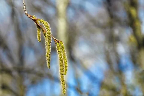 Spring seeds of the tree in the form of earrings on a blurred background Foto stock