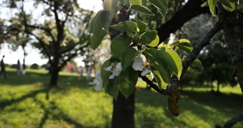 Spring Serenity: Blossoming Fruit Trees in a Green Orchard Stock Footage 242224348