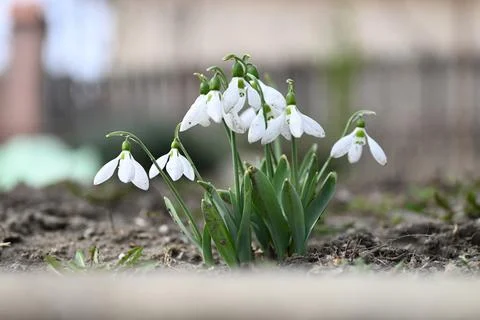 Spring Serenity - Capturing the Essence of Snowdrops with Nikon Z30 Stock Photos