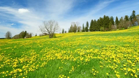 Spring Serenity: Timelapse of Lush Green Meadows, Dandelion Blooms, and the F Stock Footage 309185185