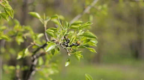 Spring set Stock Footage 36155547