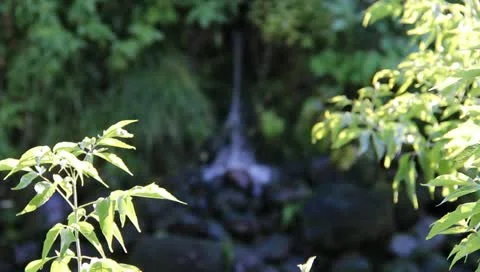 Spring in the shadow Video stock 11413056