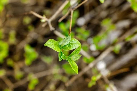 Spring in Shadow Stock Photos