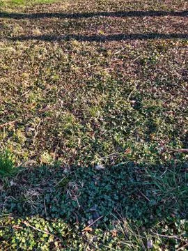 Spring sharpened texture. Horizontal stripes of shadows on the ground. Early Stock Photos