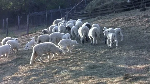 Spring sheep and lambs on pasture romp and play. They want to get hay to eat Stock Footage 88330209