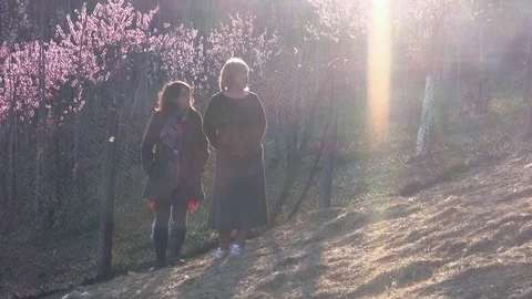 Spring at sheepfold. Trees in blossom with pink flowers mother and daughter l Video stock 93000207