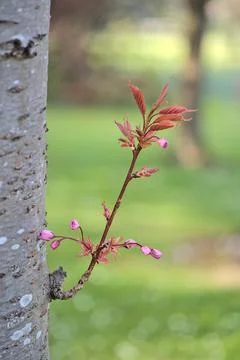 Spring shoot of pink cherry (Prunus Shogetsu Oku Miyako) flowering tree Foto stock