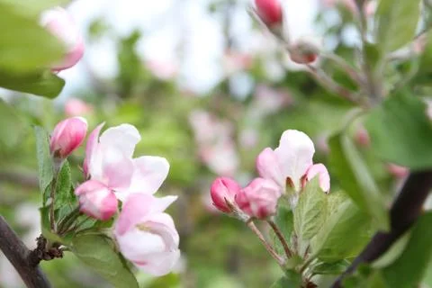 Spring shoot of pink flower of apple tree Stock-Fotos